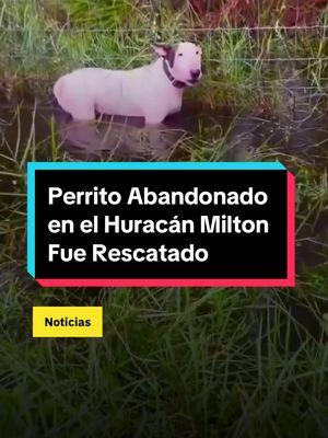 Perrito Abandonado en el Huracán Milton Fue Rescatado